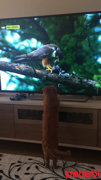 Scottish Fold, Kedi  NORİS fotoğrafı