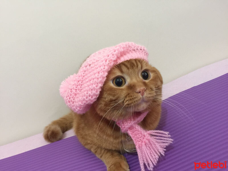 Scottish Fold, Kedi  NORİS fotoğrafı