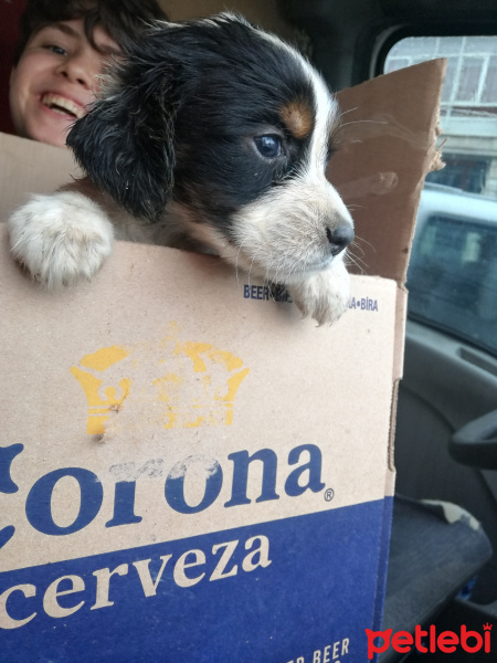 İngiliz Setter, Köpek  Joker fotoğrafı