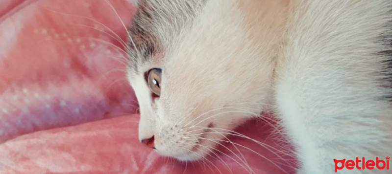 Tekir Kedi, Kedi  Boncuk fotoğrafı