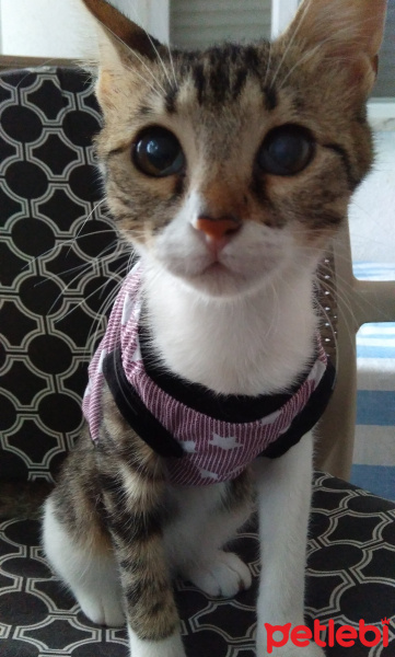 Tekir Kedi, Kedi  Pıtır fotoğrafı