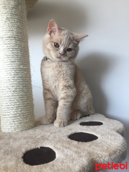 British Shorthair, Kedi  Cheddar fotoğrafı