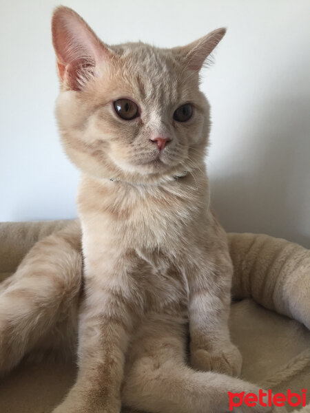 British Shorthair, Kedi  Cheddar fotoğrafı