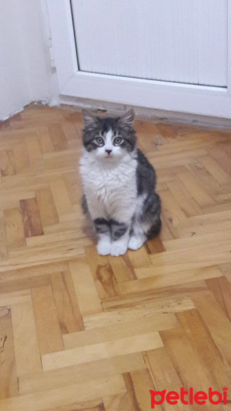 Tekir Kedi, Kedi  Berlin fotoğrafı