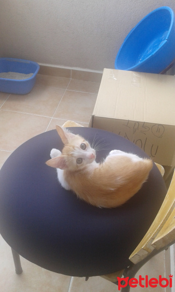 Tekir Kedi, Kedi  Minnoş fotoğrafı