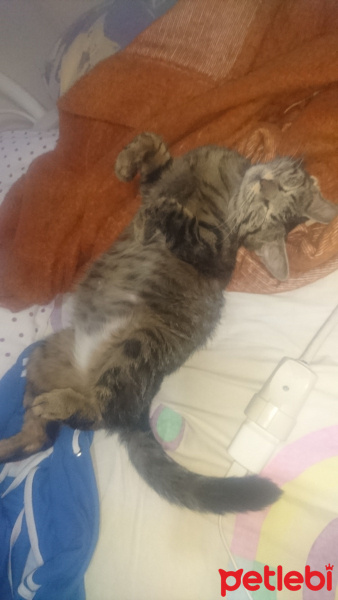 Tekir Kedi, Kedi  Lux fotoğrafı