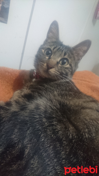 Tekir Kedi, Kedi  Lux fotoğrafı