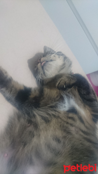 Tekir Kedi, Kedi  Lux fotoğrafı