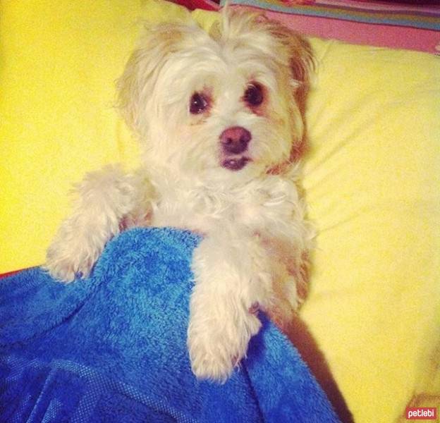 Maltese, Köpek  Şımarık fotoğrafı