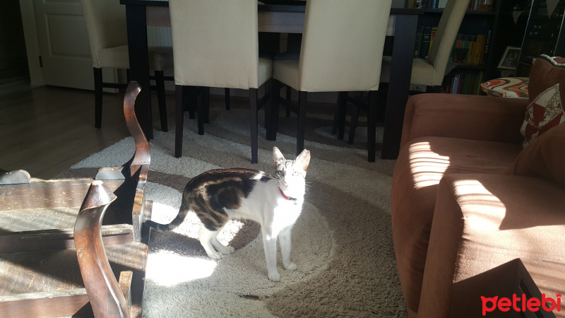 Tekir Kedi, Kedi  Pöti fotoğrafı