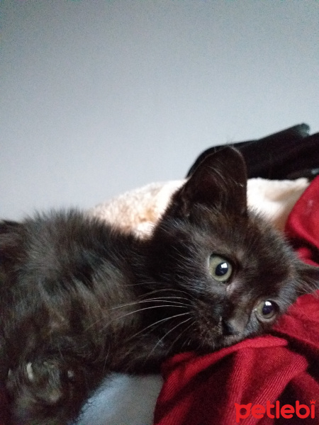 Tekir Kedi, Kedi  Zeytin fotoğrafı