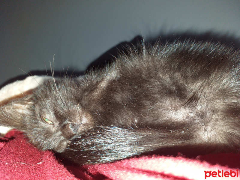 Tekir Kedi, Kedi  Zeytin fotoğrafı