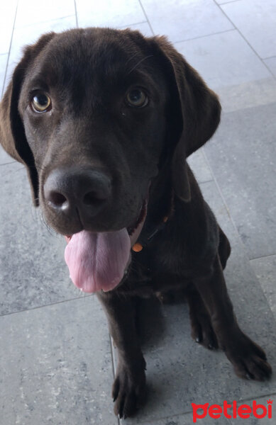 Labrador Retriever, Köpek  Ares fotoğrafı