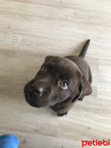 Labrador Retriever, Köpek  Ares fotoğrafı