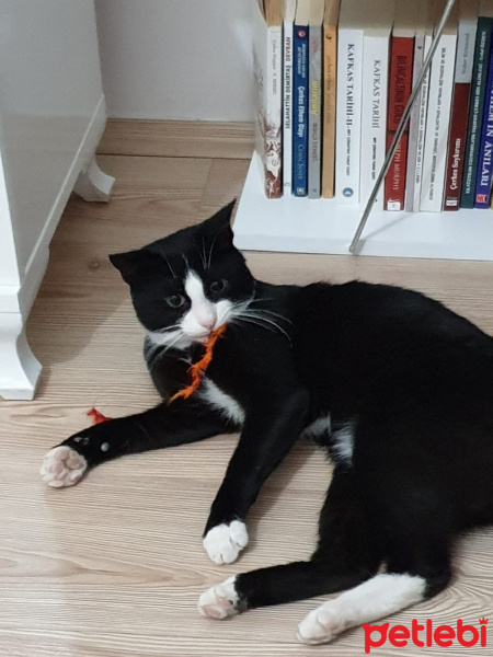 Tekir Kedi, Kedi  Felix fotoğrafı