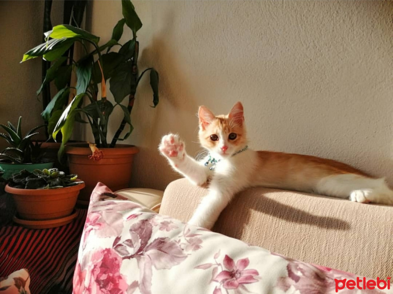 Tekir Kedi, Kedi  HURMA fotoğrafı