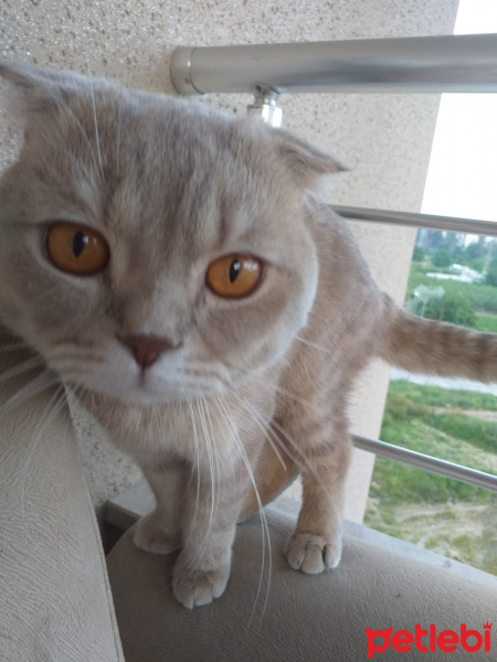 Scottish Fold, Kedi  ghost fotoğrafı
