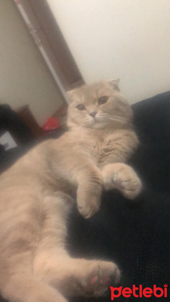 Scottish Fold, Kedi  ghost fotoğrafı