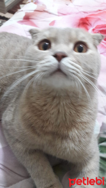 Scottish Fold, Kedi  ghost fotoğrafı
