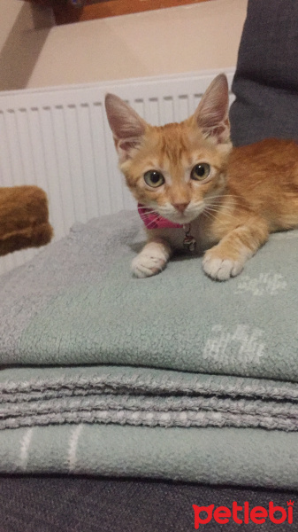 Tekir Kedi, Kedi  Arwen fotoğrafı