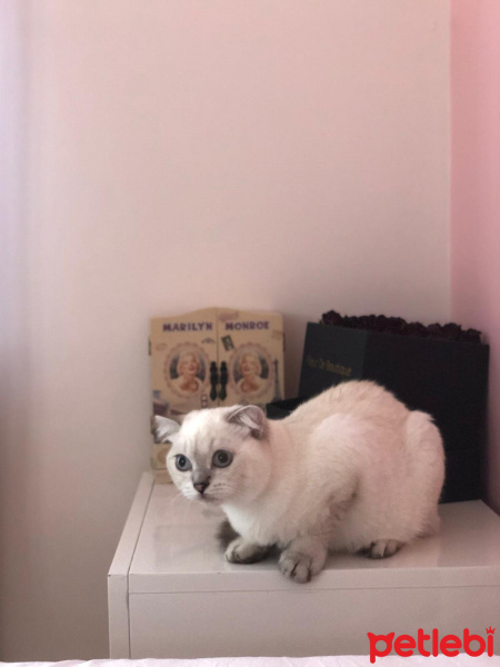 Burmilla (Silver Burmese), Kedi  Kira fotoğrafı