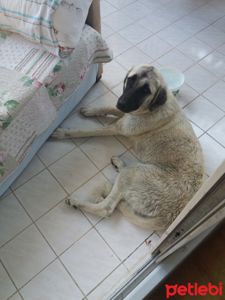 Kangal, Köpek  duman fotoğrafı