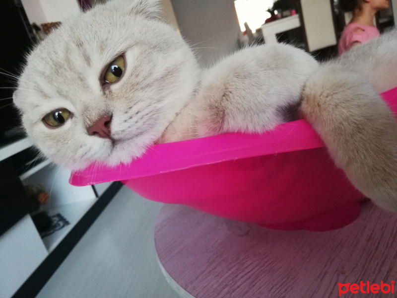Scottish Fold, Kedi  Duman fotoğrafı