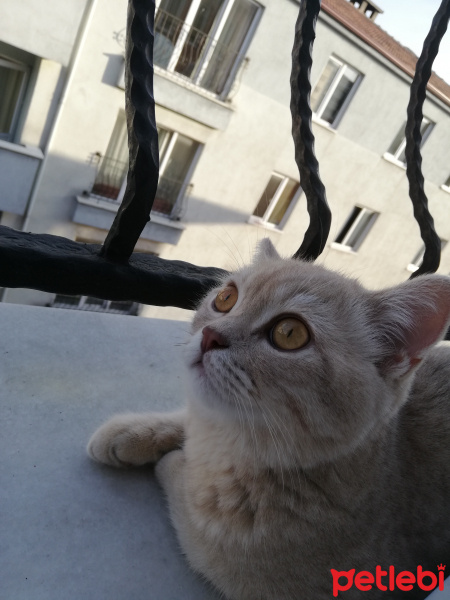Scottish Fold, Kedi  Duman fotoğrafı