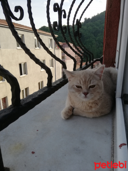 Scottish Fold, Kedi  Duman fotoğrafı