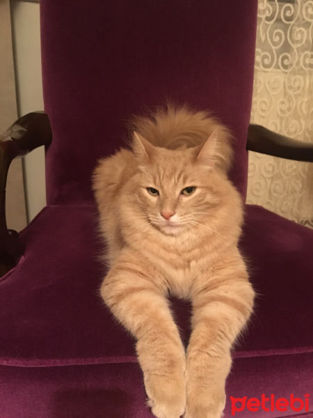Tekir Kedi, Kedi  Çiko fotoğrafı