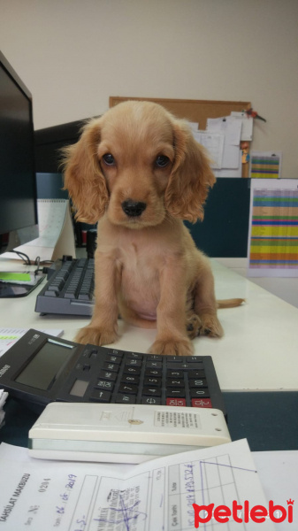 Amerikan Cocker Spaniel, Köpek  Herkül fotoğrafı