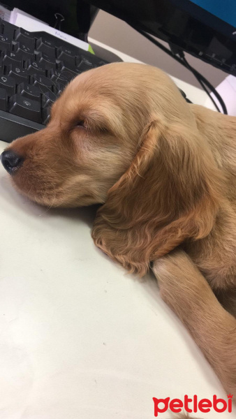 Amerikan Cocker Spaniel, Köpek  Herkül fotoğrafı