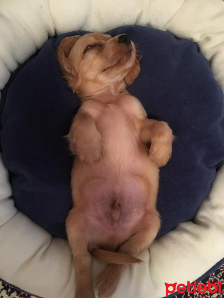 Amerikan Cocker Spaniel, Köpek  Herkül fotoğrafı