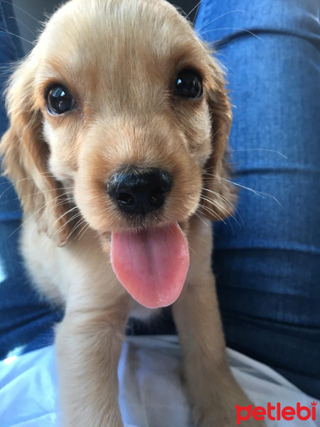 Amerikan Cocker Spaniel, Köpek  Herkül fotoğrafı