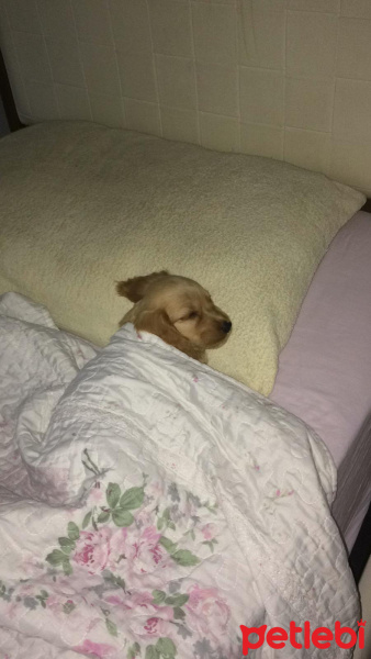Amerikan Cocker Spaniel, Köpek  Herkül fotoğrafı