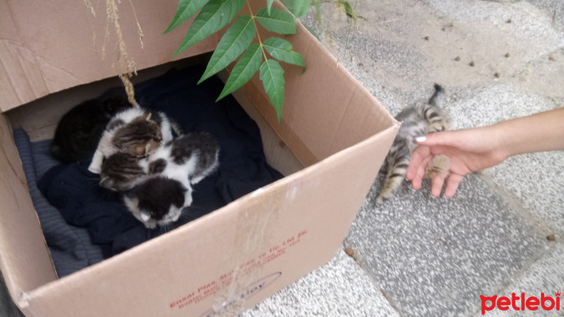 Tekir Kedi, Kedi  Pıtırcık fotoğrafı