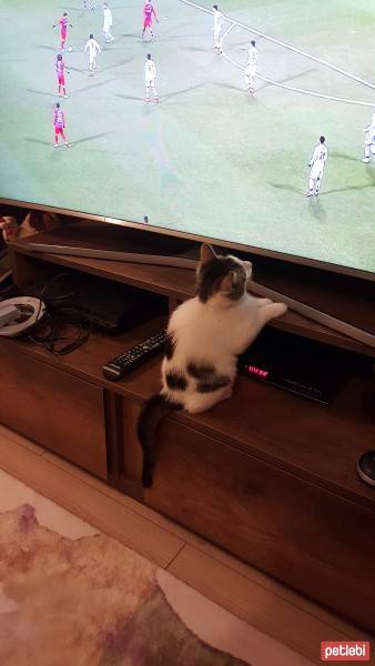 Tekir Kedi, Kedi  Balkız fotoğrafı