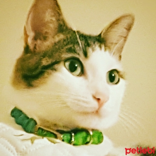 Tekir Kedi, Kedi  Balkız fotoğrafı