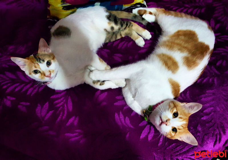 Tekir Kedi, Kedi  Balkız fotoğrafı