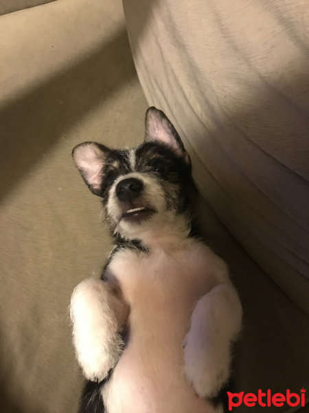 Jack Russell Terrier, Köpek  Adi henuz yok :) fotoğrafı