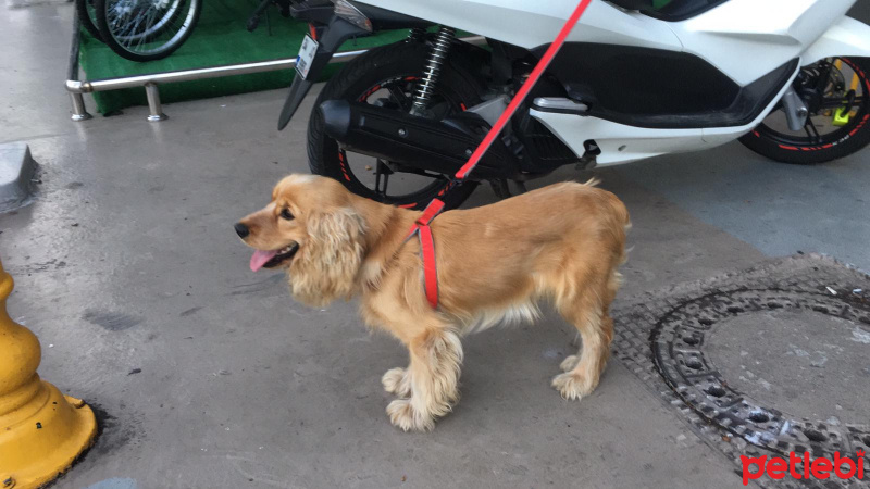 Amerikan Cocker Spaniel, Köpek  Leo fotoğrafı