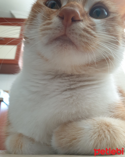 Sarman, Kedi  Kavun fotoğrafı