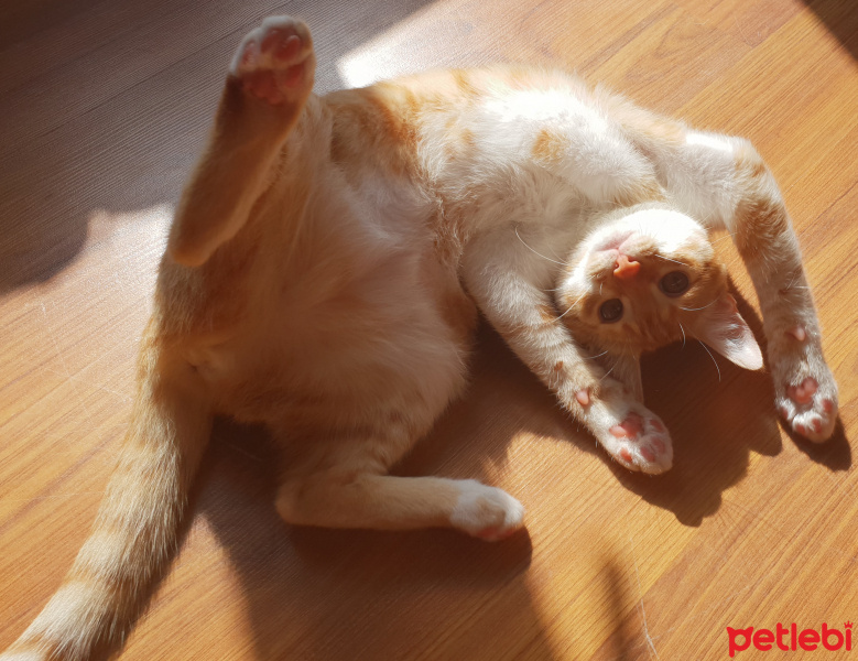 Sarman, Kedi  Kavun fotoğrafı