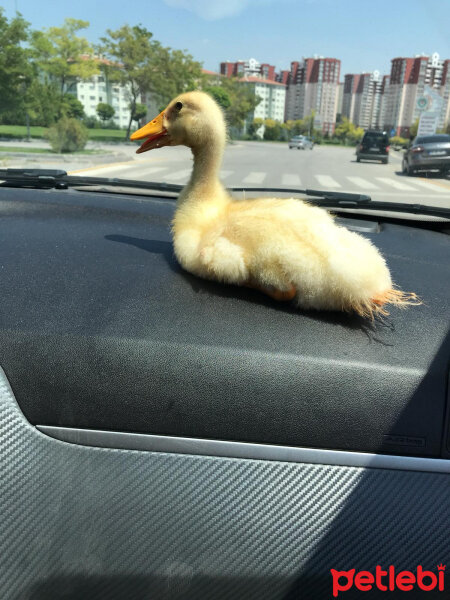 Ördek, Kuş  Sarı fotoğrafı