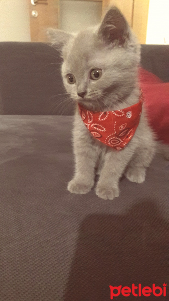 British Shorthair, Kedi  Kaşık fotoğrafı