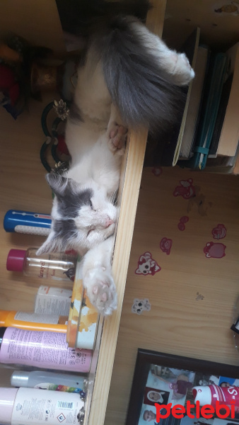 Tiffanie, Kedi  Maviş fotoğrafı