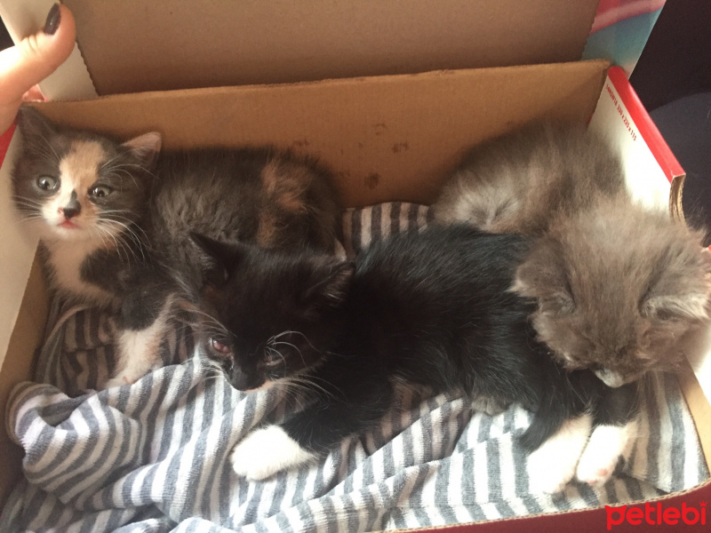 Sarman, Kedi  Yavrular fotoğrafı