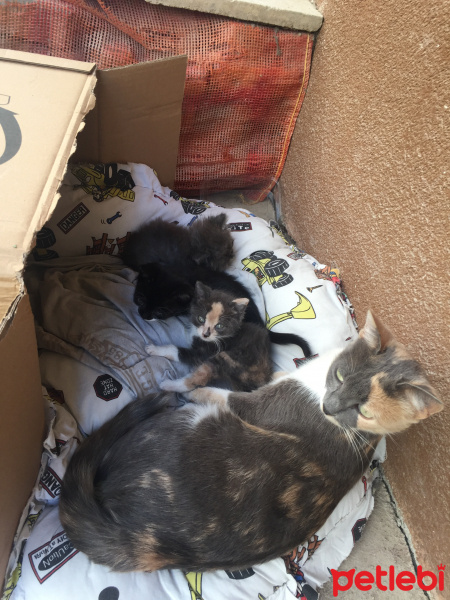 Sarman, Kedi  Yavrular fotoğrafı