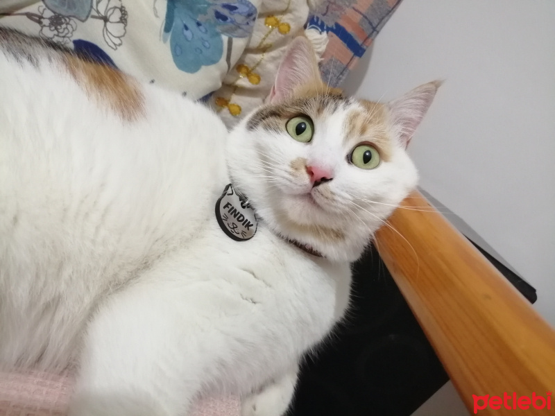 Tekir Kedi, Kedi  Fındık fotoğrafı