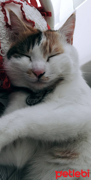 Tekir Kedi, Kedi  Fındık fotoğrafı